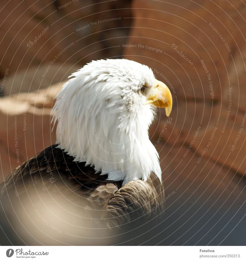 Your Majesty I Environment Nature Animal Rock Mountain Bird Animal face 1 Esthetic Bright Natural Wild Eagle Bald eagle Majestic Feather Colour photo