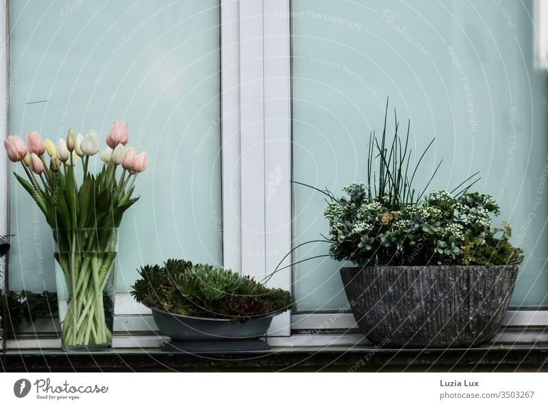 Evening light, outside the window evening light Window Potted plants bouquet of tulips Vase Moody Spring Suburb Gloomy at home Green