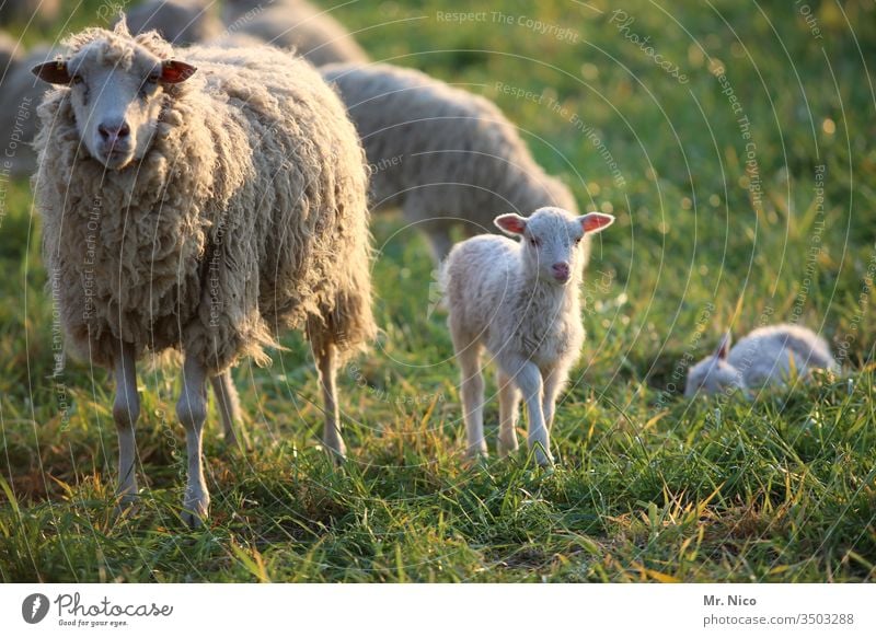 Sheep and little lamb Lamb Flock Farm animal Animal Group of animals Meadow Landscape Lamb's wool Pelt Animal portrait Willow tree Agriculture Grass Wool Ranch