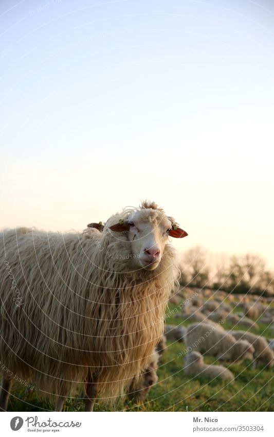 flock of sheep Sheep Flock Farm animal Animal Group of animals Meadow Landscape Animal portrait Pelt Lamb's wool Willow tree Agriculture Grass Wool Ranch