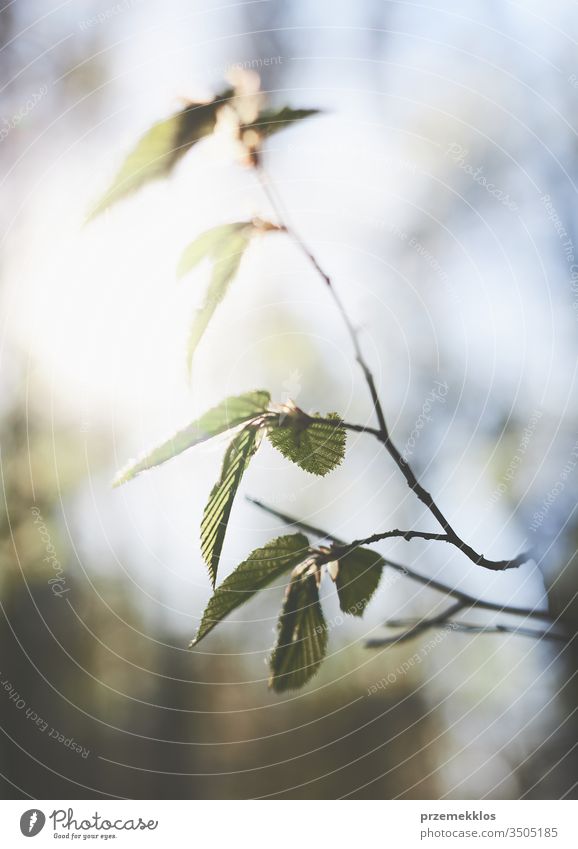 Blurred green leaves background. Spring fresh foliage. Spring theme abstract beauty blossom blur blurred branch bright closeup color ecology environment forest