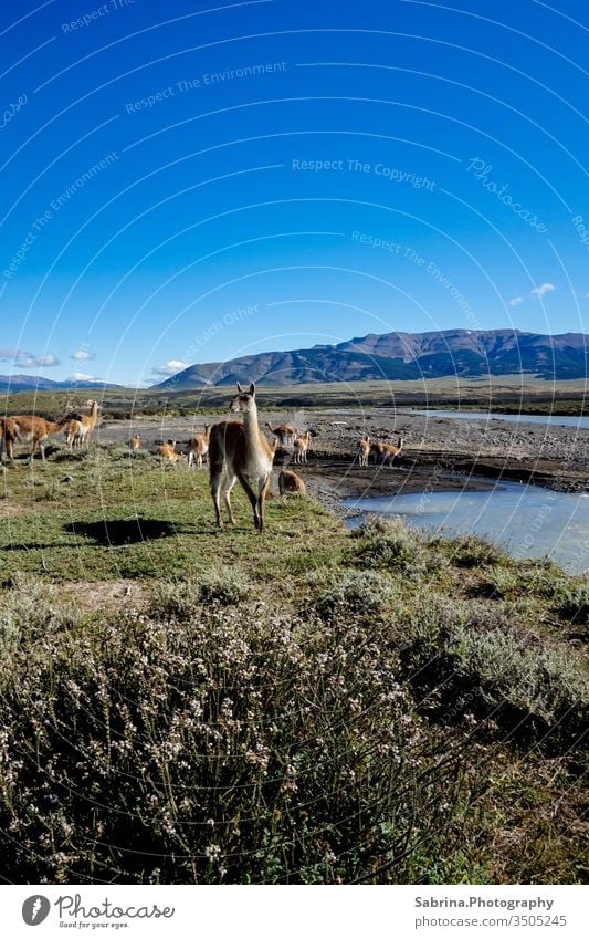 Wild Guanaka herd in Torres del Paine National Park, Chile, on a sunny day guanaco Alpaca Llama South America Torres del Paine NP Animal Exterior shot Nature