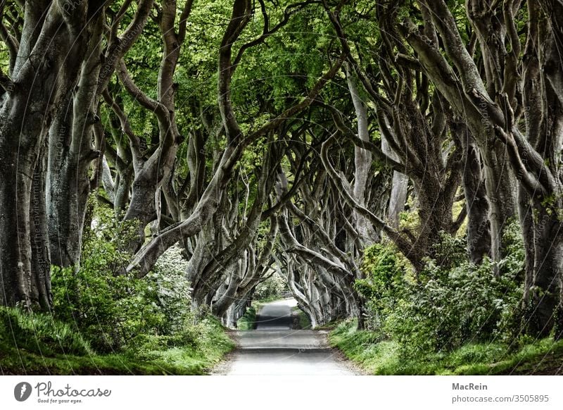 Dark Hedges Buche Buchen Buchenwald allee Baum Bäume Nord Irland Northern Ireland Ballymoney atmosphäre irisch irland landschaft niemand textfreiraum baumallee