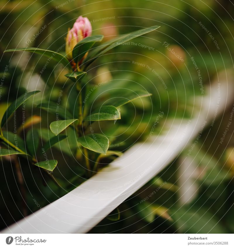 Bud and leaves of a rhododendron in front of a white handrail in an elegant sweep Rhododendron bud Blossom Pink Handrail Elegant Garden Green Plant Close-up