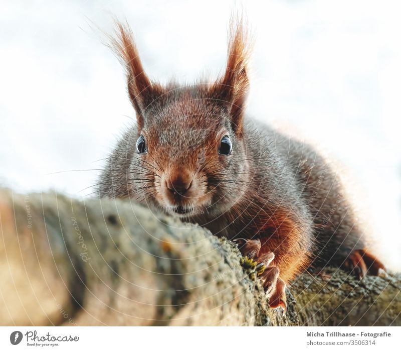 Squirrel lying on a branch sciurus vulgaris Animal face Head Eyes Nose Ear Paw Claw Pelt Twigs and branches Wild animal Beautiful weather Sunlight To hold on