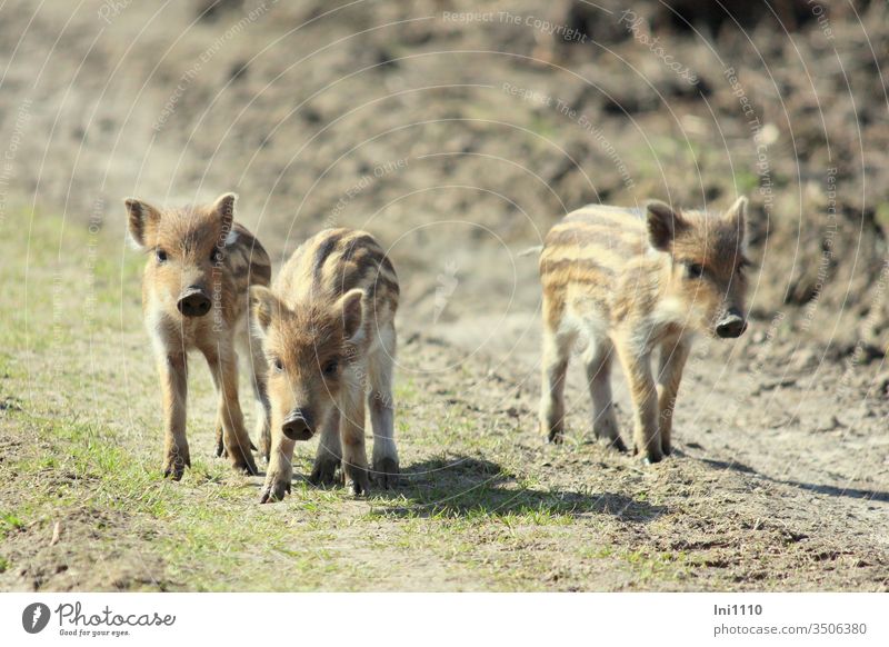 Dreiklang | three freshmen on the forest path Wild boars Animal boy inquisitorial shy Deserted nature park Hiking striped coat Cute Brothers and sisters