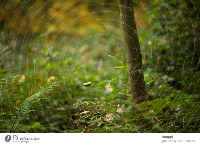 change Environment Nature Plant Sunrise Sunset Sunlight Summer Autumn Climate change Beautiful weather Rain Tree Fern Wild plant Tree trunk Park Forest