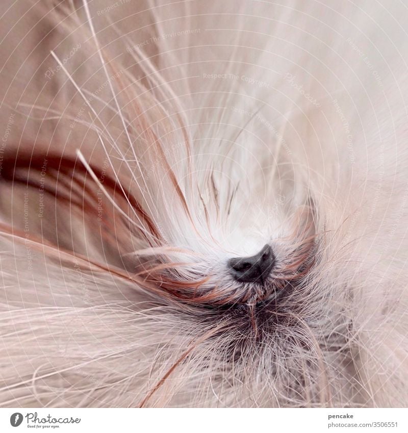 gudgeon nose Dog Maltese dog dog's nose Pelt White Pet detail Snout Close-up Nose Animal face Shallow depth of field Tiny Planet effect Detail