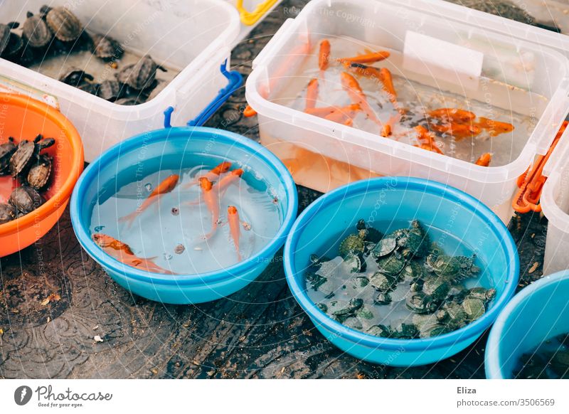 Buckets and bowls filled with water and live animals, fish, turtles Turtles sale Sell Vietnam Roadside variegated scatterbrained Water living Pet shop