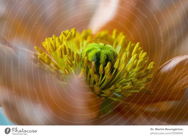 Iceland poppy, Papaver nudicaule, stamina and stigma of a flower Orange stamen pollen macro closeup blur blurred boreal plant poisonous