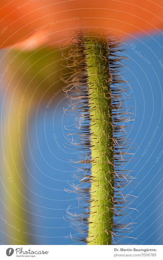 Flower stem of Papaver nudicaule (Iceland poppy) with hairs Close-up flower plant detail macro poisonous