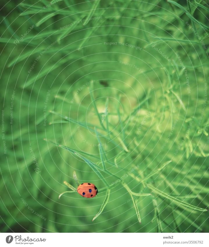 Camouflage is overrated Ladybird Animal portrait Exterior shot Small Near Crawl Patient In transit persevering Colour photo Single-minded Pattern Close-up