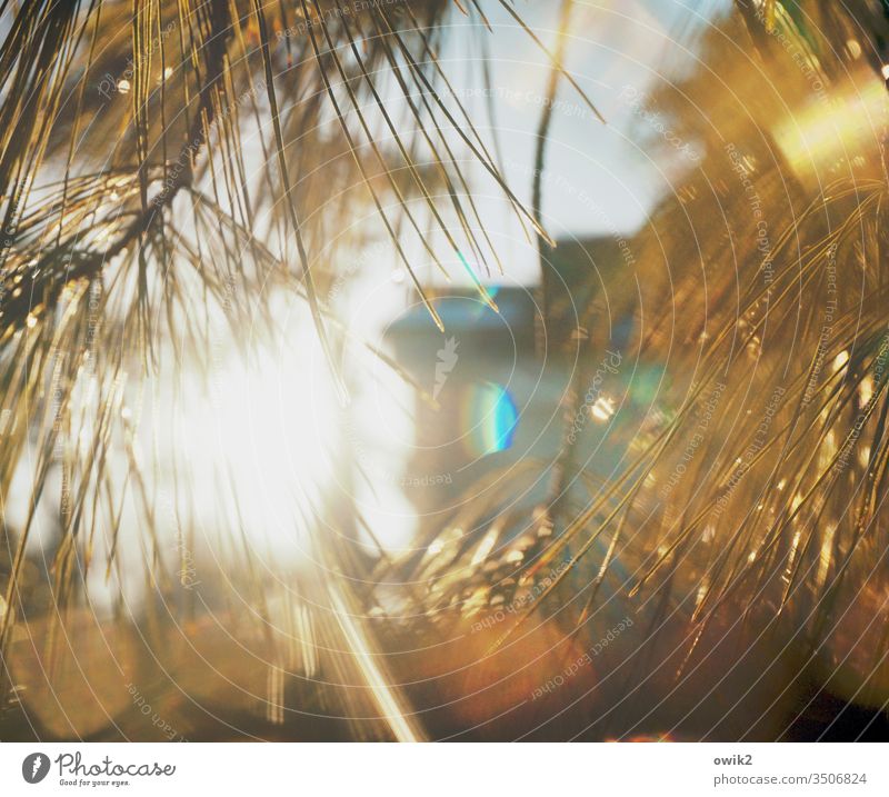 Glasses Light Sunlight Back-light sparkle Illuminate shine plants Coniferous trees Jawbone Wet Drops of water Lens flare Light (Natural Phenomenon)