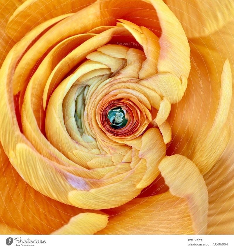 flower magic bleed withered Yellow green petals Nature Detail Close-up macro Ranunculus cut flower flowers Plant Blossom leave Delicate Blossoming Colour photo