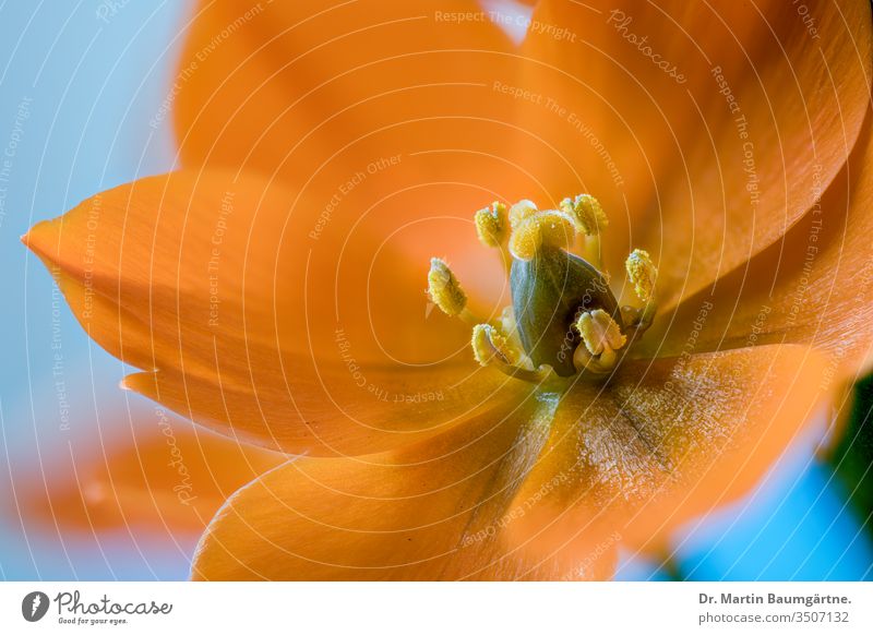 Ornithogalum dubium from South Africa Orange-colored flower plant stamina stigma blur blurred closeup sun star star of Bethlehem cape province bulbous perennial