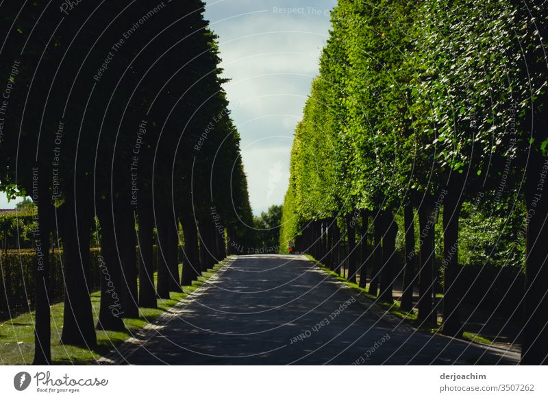 Very long tree avenue. With blue sky. In the background a pedestrian with red jacket. Hermitage Bayreuth Avenue Sun Street Tree Sky Colour photo Deserted Day