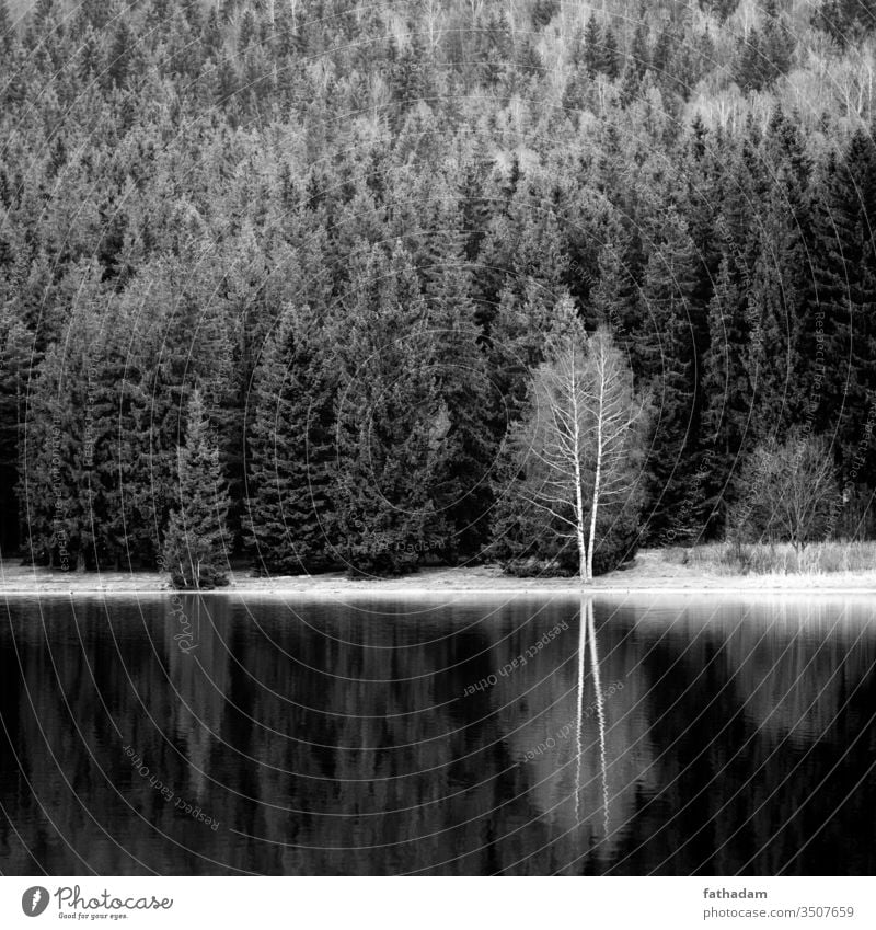 Trees mirror in the lake in black and white Reflection Mirror image Lake Black & white photo Forest Lakeside Monochrome Nature Environment Landscape tranquil