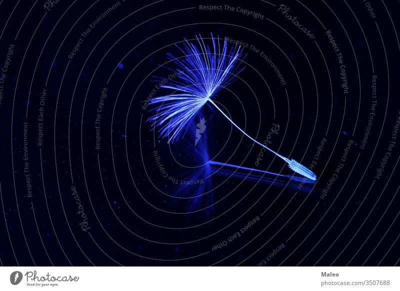 Dandelion seeds backlit in blue on a black background dandelion dandy detail dreamy flora flower green hairy natural nature radiant spring stem summer ants art