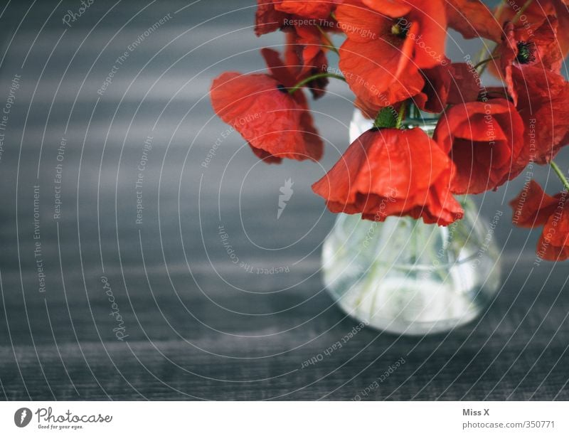 poppy Decoration Flower Blossom Faded To dry up Red Emotions Moody Sadness Grief Decline Transience Poppy Bouquet Slack Vase Colour photo Multicoloured