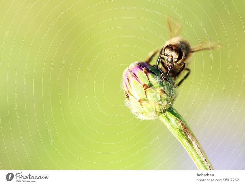 labor day | busy bee Vitally important Animal protection Contrast Animal portrait Wild animal Colour photo Spring Summer Exterior shot Plant Nature blossom