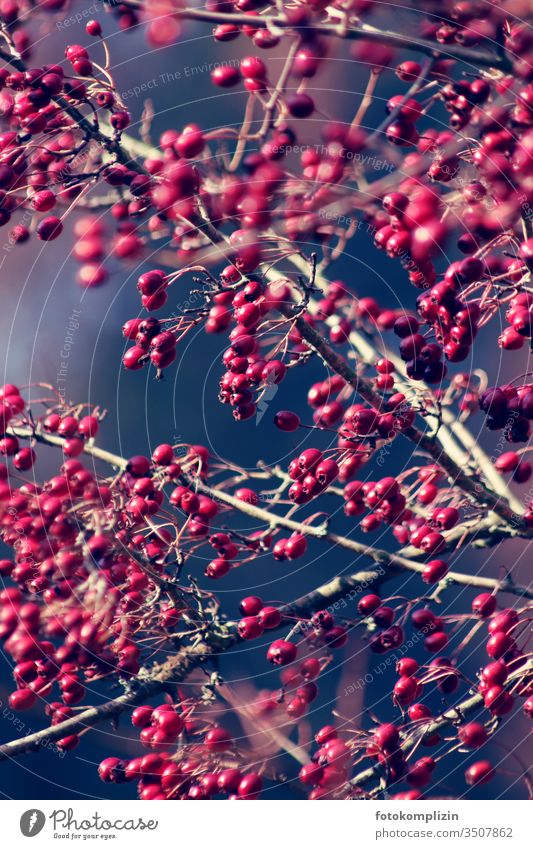 red heckberries Autumn Berry seed head Berry bushes Seed head Berries berry branch Autumnal autumn light fruit Shallow depth of field Exterior shot Close-up