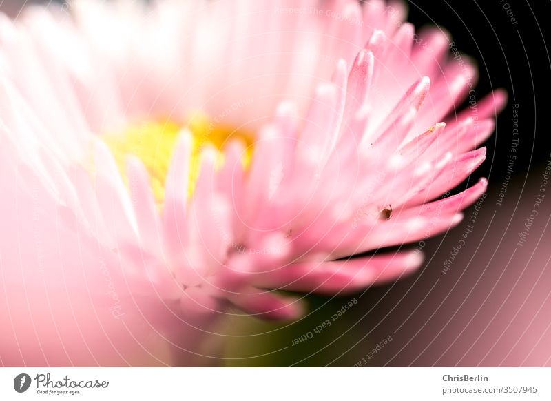 Daisies very close Daisy Bellis perennis Close-up macro Pink Delicate spring flowers Detail Garden Blossoming Shallow depth of field Colour photo