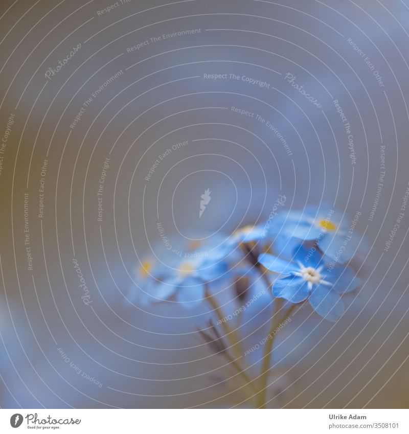 Spring - macro of a blue forget-me-not flower Light Copy Space top Detail Close-up Macrobloom Romance Spring fever Plant Calm Meditation Wellness Harmonious