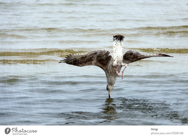 Swoop - Gull falls vertically into the water to catch a fish Seagull dive Foraging Ocean Baltic Sea Usedom Water Flying overthrow sb./sth. perpendicular birds