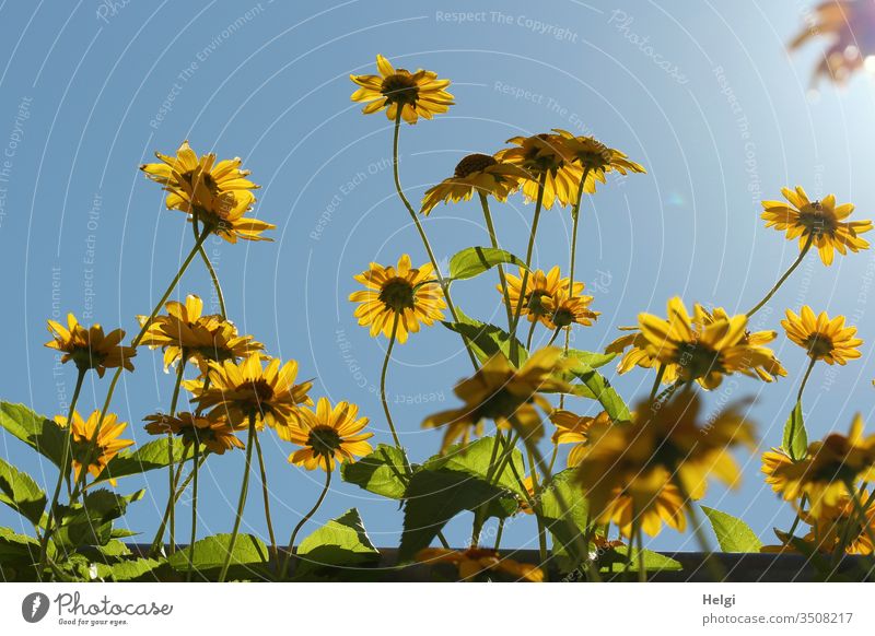 Blossoms of the Jerusalem artichoke plant against the blue sky flowers bleed Plant korbblüter Sunflower Agricultural crop Tubers Root vegetable Nutrition Nature