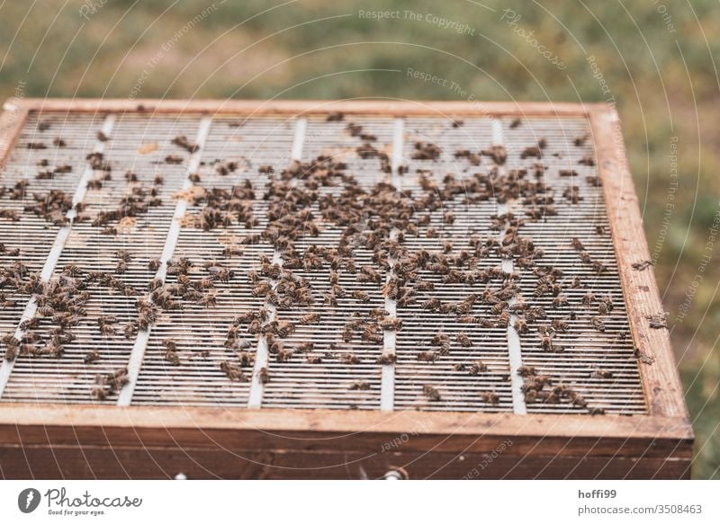 Insight into an open beehive Beehive Honey-comb beekeeping Apiary Honey bee Bee-keeping Bee-keeper keep beekeepers Honeycomb Insect Nature Colony Summer Food