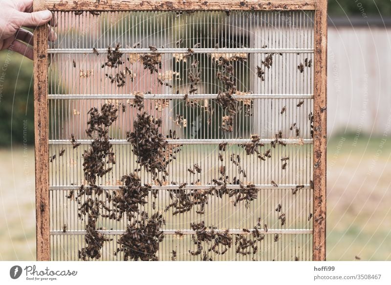 Honeycomb under construction Beehive Honey-comb beekeeping Apiary Honey bee Bee-keeping Bee-keeper keep beekeepers Insect Nature Colony Summer Food Farm