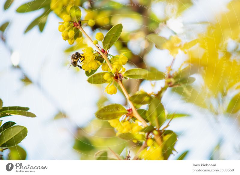 Detail of a bee on yellow blossoms of a bush with backlight flower insect nature pollen summer sun beautiful detail green macro spring blur color garden honey