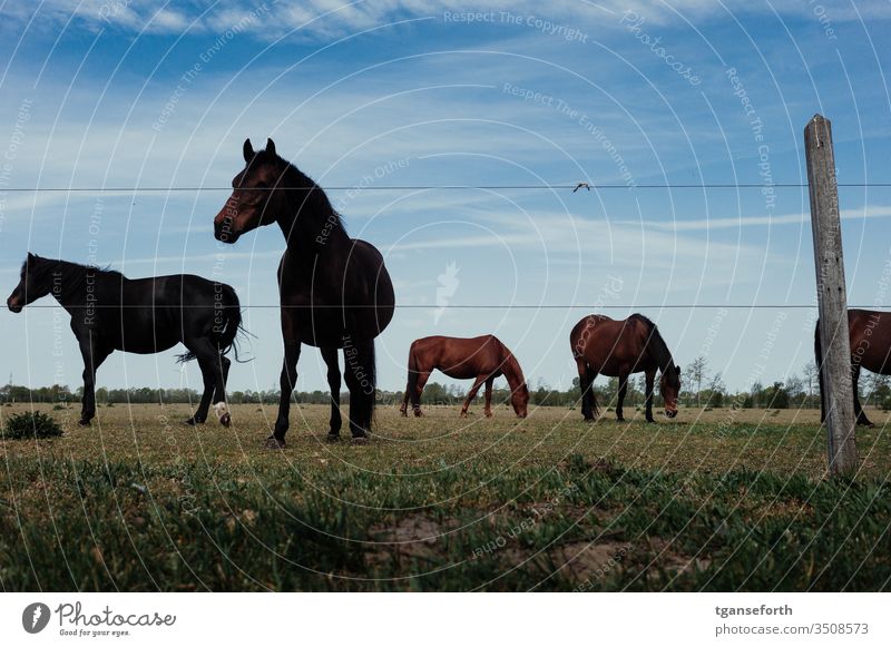 Horses in the pasture horse pasture Animal Exterior shot Colour photo Animal portrait natural Farm animal Deserted Landscape Horse breeding Willow tree Mane