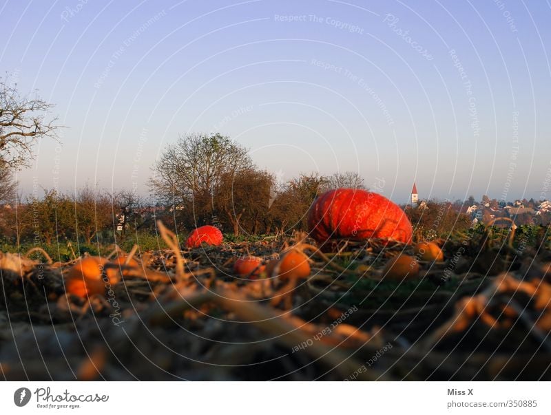 pumpkin field Food Vegetable Nutrition Field Growth Fresh Healthy Delicious Orange Vegetable farming Agriculture Crops Working in the fields Pumpkin field