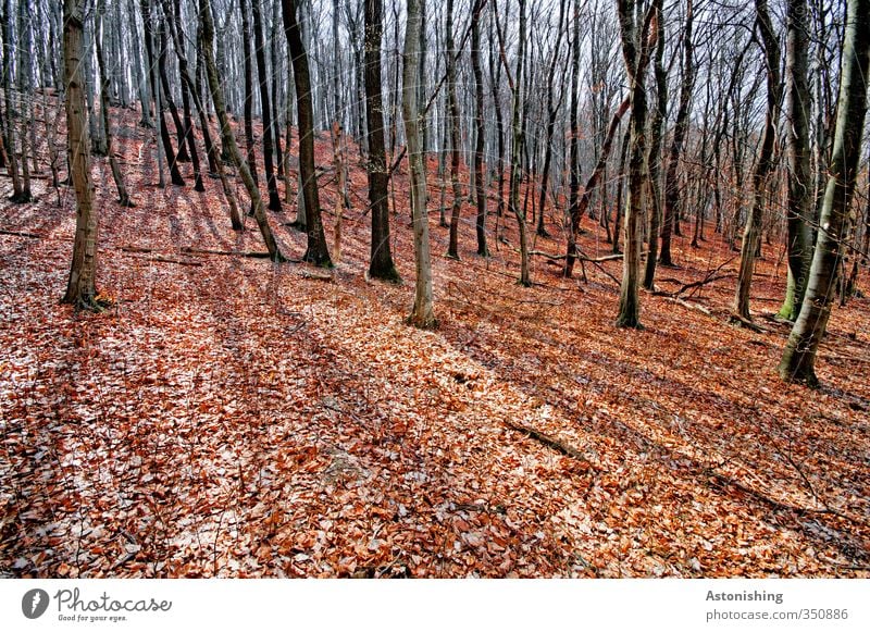 autumn forest Environment Nature Landscape Plant Sky Sun Sunlight Spring Weather Beautiful weather Warmth Tree Leaf Forest Hill Stand Thin Tall Red Black