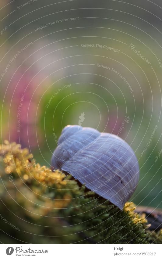 House of a Roman snail lies in the back light on the moss of the forest floor Snail shell escargot Crumpet Animal Nature Macro (Extreme close-up) Close-up