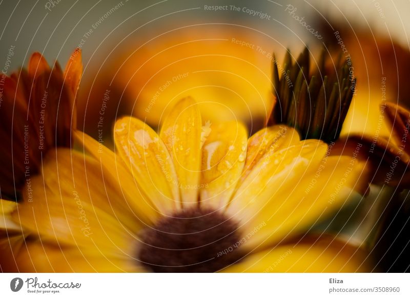 Yellow cap with drops of water. Osteospermum ecklonis. Cape basket marguerite Orange flowers bleed osteospermum already Blossoming Near Drop Wet Rain floral