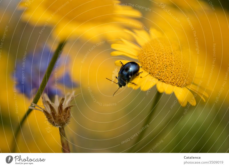 A blue leafcutter beetle crawls on the yellow meadow flower Beetle Insect Animal Plant fauna flora Summer Yellow Crawl petals Blossom Glebionis segetum