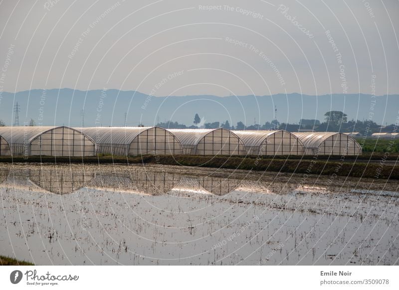 Rice fields with greenhouses in the background Paddy field Japan Greenhouses Field Agriculture Aso