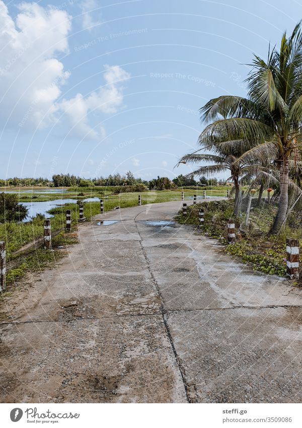 Road through rice fields with palm trees Vietnam Hoi An Paddy field Traffic lane Lanes & trails Street palms Nature Landscape Asia Discover explore