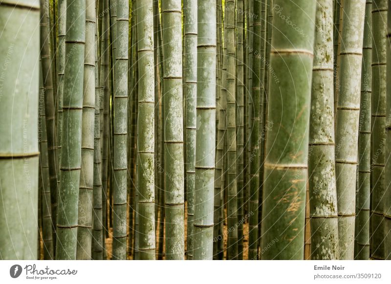 Bamboo forest in close-up Close-up green Japan Forest bamboo forest Asia Bamboo stick background