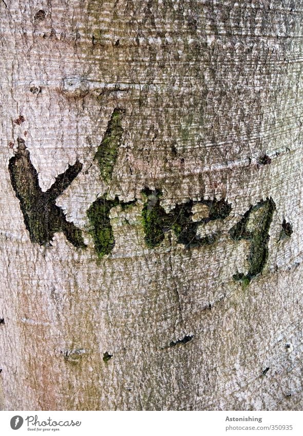 ...me another cookie? Environment Nature Plant Tree Forest Wood Write Threat Gloomy Brown Black Fear Fear of the future Dangerous War Furrow carve Information