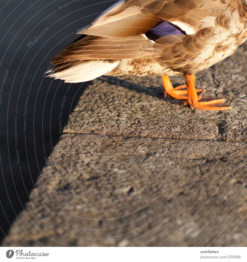 Warm feet Summer Animal Farm animal Duck 1 Sit Exceptional Friendliness Natural Warmth Brown Gray Orange Happiness Wall (barrier) Feather Animal foot