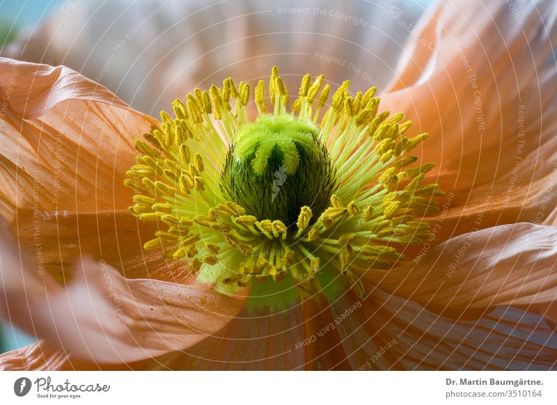 Flower of Papaver nudicaule, Iceland poppy, orange strain Orange cultivar flower stamen stamina pollen stigma macro closeup blur blurred