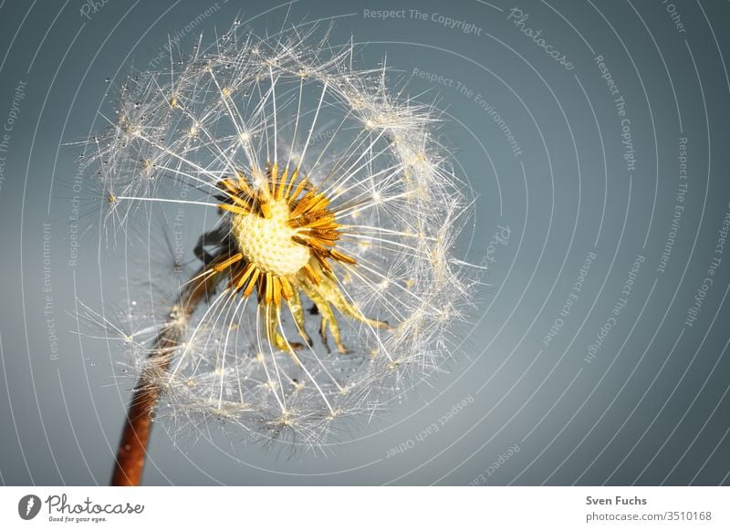 A dandelion with drops of water against a blue-grey background lowen tooth Drops of water Easy Airy Floating Summer Wind Growth change Freedom Plant flowers