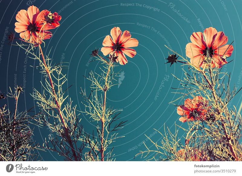 cosmea flowers from below Cosmea flower Flowering plant petals bleed Blossoming Summerflower wax heyday summer bloomers Close-up Fragrant flowery Easy