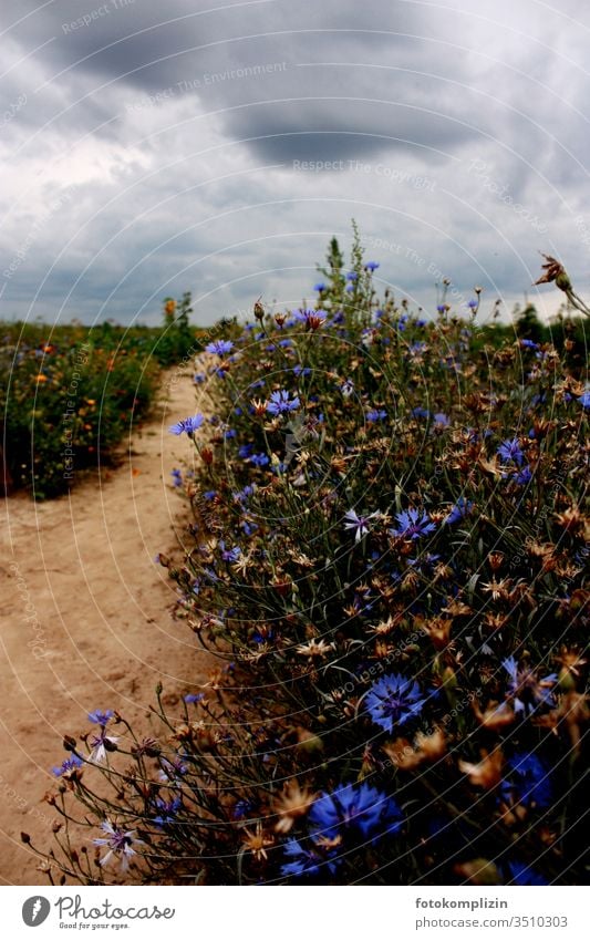 Cornflowers on the way cornflower blossoms cornflowers Field flowers Lanes & trails Wayside off Flowers Margin of a field field flora off the beaten track Sky