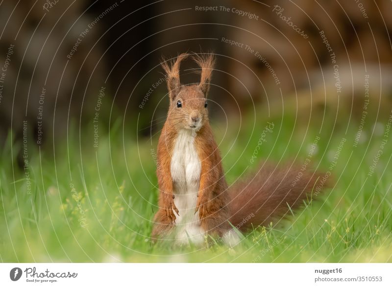 Squirrel sitting in the grass Animal Colour photo Nature Exterior shot Wild animal Deserted Day Animal portrait Environment Shallow depth of field Brown Cute