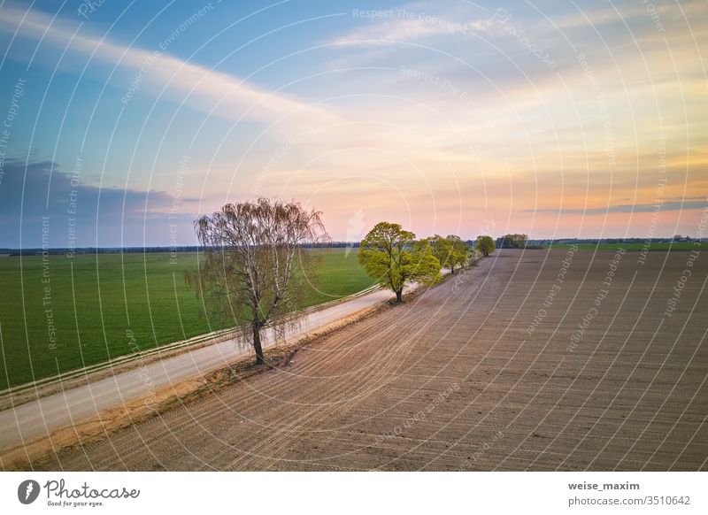 Rural dirt road with trees. Beautiful countryside sunset maple rural plant field wheat spring avenue aerial drone forest travel dusk farmland agriculture green