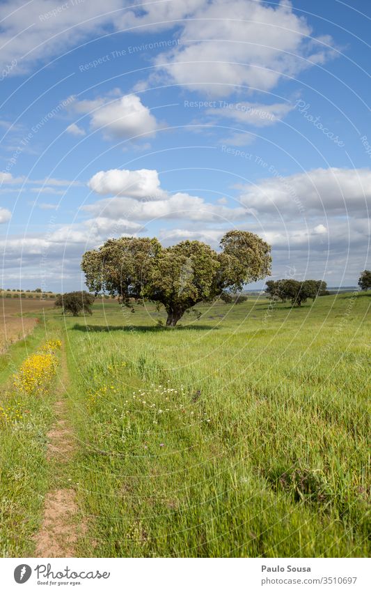 Cork tree isolated on field Alentejo Portugal Oak tree Vacation & Travel Europe Idyll Tree Colour Colour photo Beautiful weather Spring Sunlight Authentic